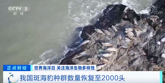 我国斑海豹种群数量恢复至2000头