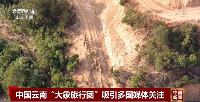 凭实力“火出圈” 北上象群动态吸引国际媒体关注