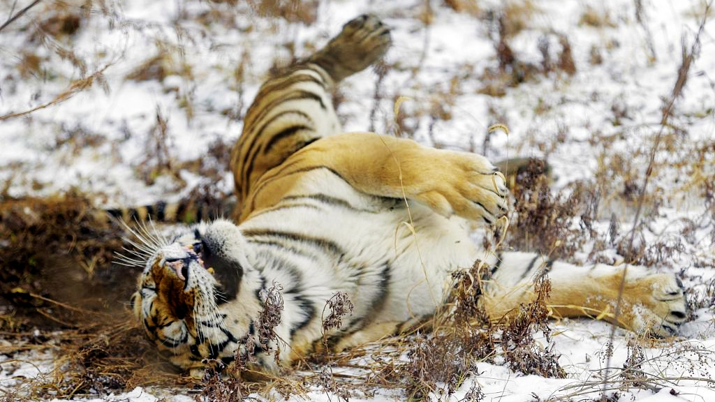 A remarkable comeback for wildlife in