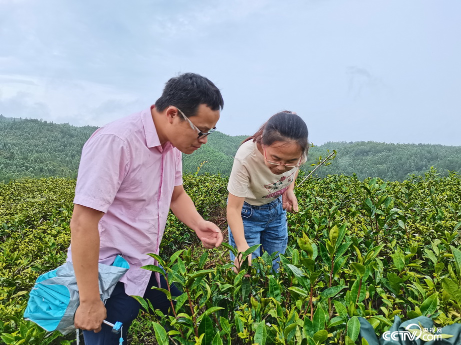 【福建金融赋能茶产业】“茶业金融+科技特派员”助推茶经济绿色发展一竞技下载(图3)