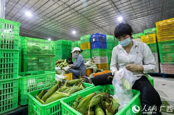 螺蛳粉、荔浦芋头、沃柑…广西筹措4万份物资支援上海!