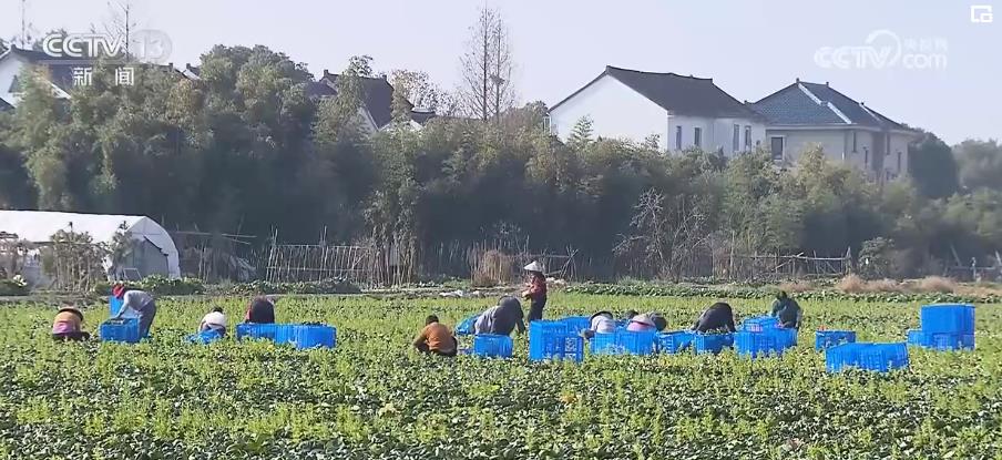 能源供应稳 果蔬供给足 各地应对寒潮全方位保障民生华体会平台(图9)