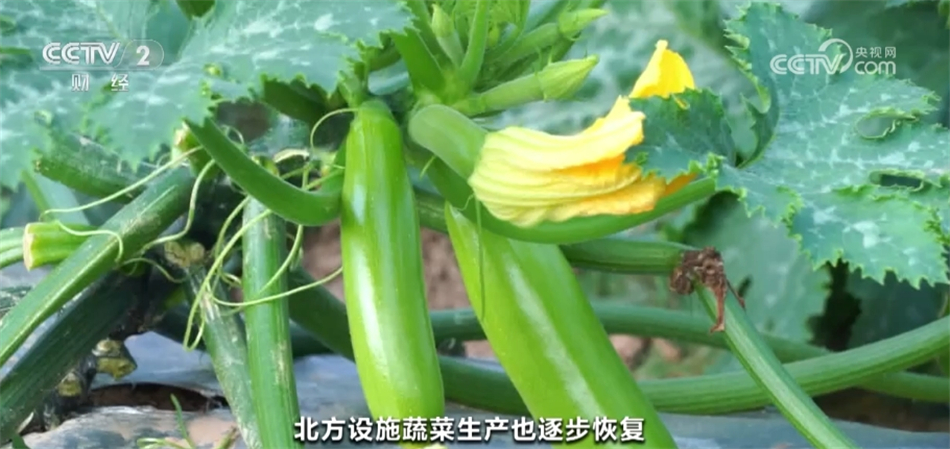 元旦春节期间蔬菜市场呈现供销两旺态势 居民“菜篮子”货足价稳(图3)