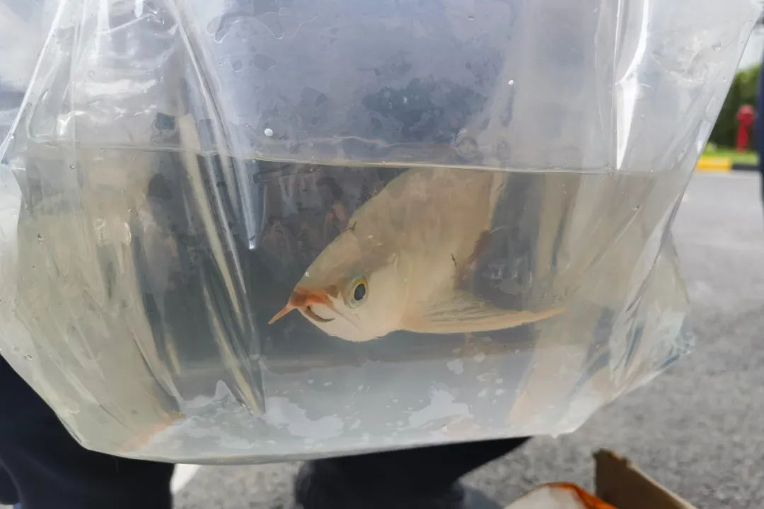 皇岗海关查获跨境客车司机违规携带濒危金龙鱼出境