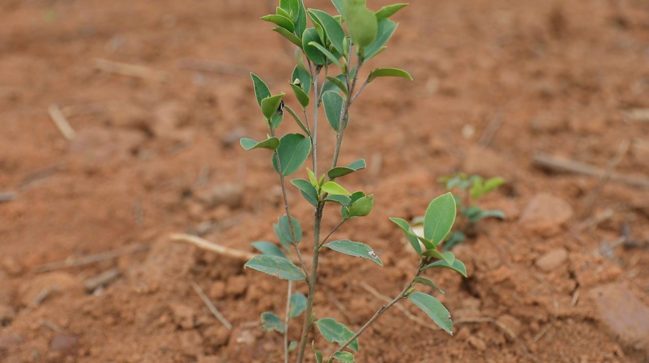 新栽种的油茶树苗(蓝玉春/摄)