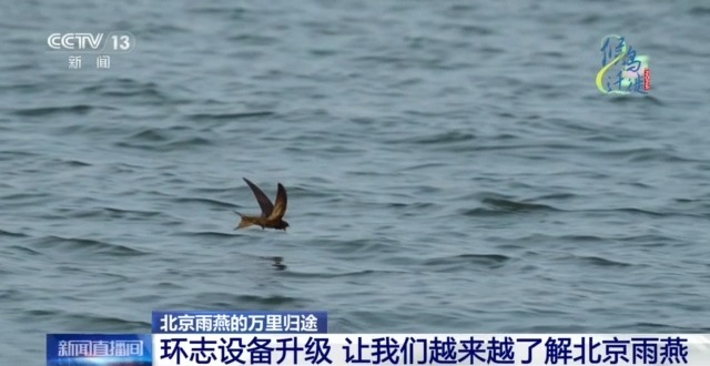 必赢入口限定“皮肤”已上线 北京雨燕和古建筑的适配度拉满了(图12)