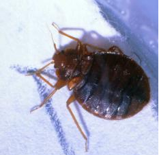 臭虫/图片来源:视觉中国