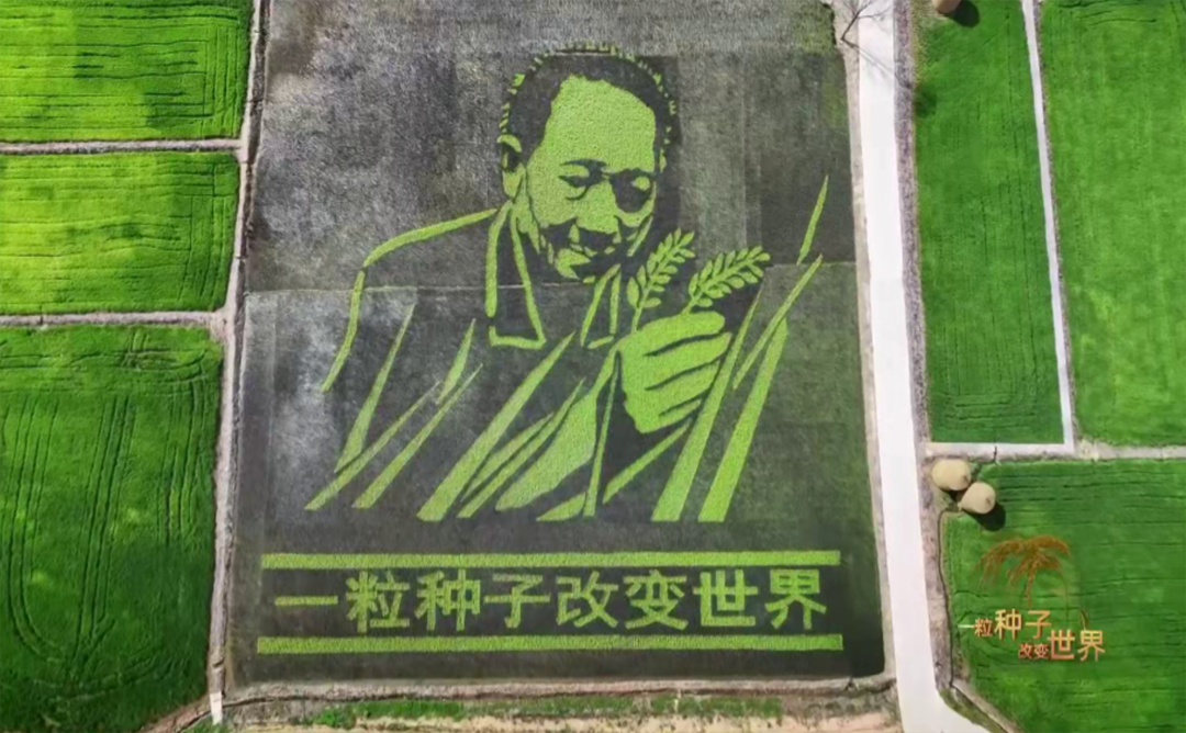 湖南省怀化市安江镇 人们用稻田描绘袁隆平形象