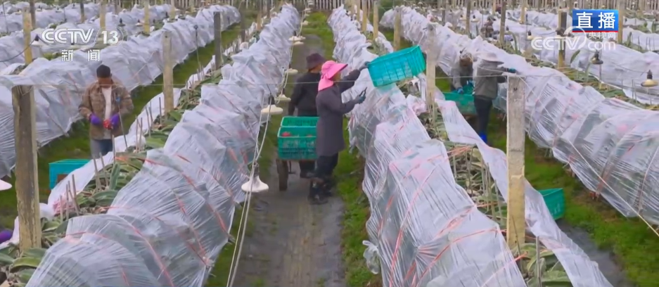 2025“三农”答卷卫星“看”庄稼、大数据“算”收成农业发展向“新”而行(图8)