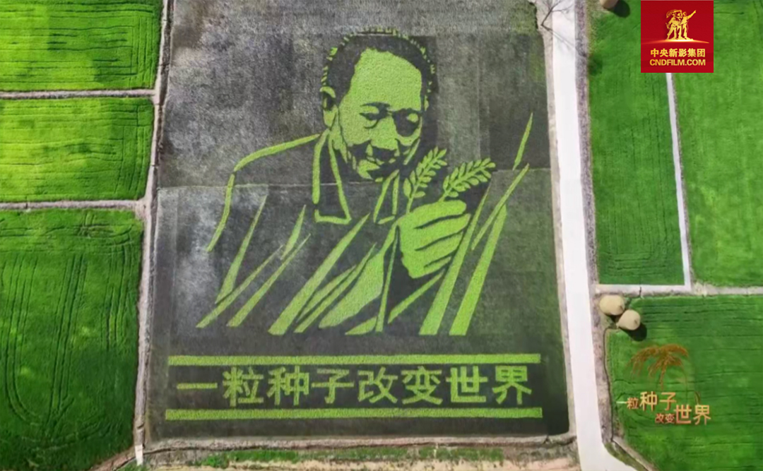 湖南省怀化市安江镇 人们用稻田描绘袁隆平形象