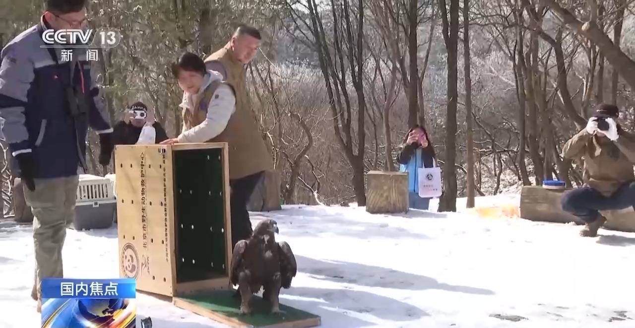 金雕、豹猫等放归自然八达岭林场迎特殊“归客”(图2)