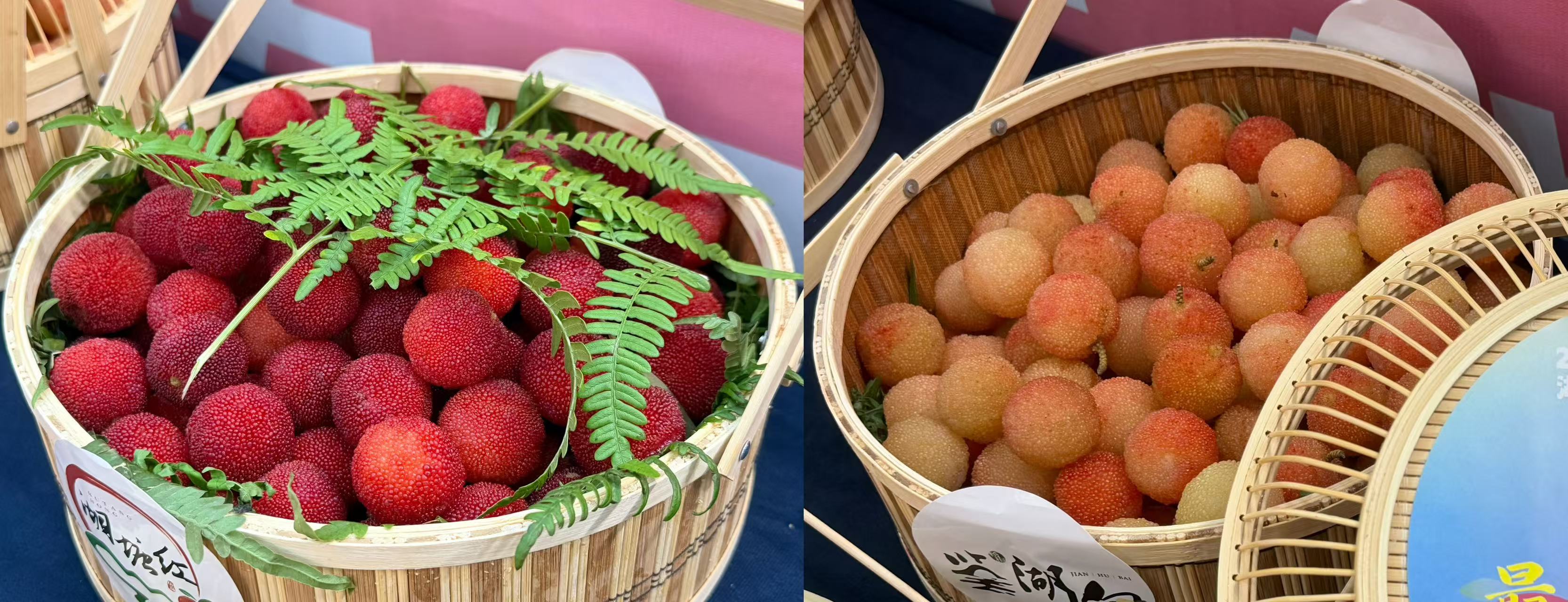 “湖塘红”和“鉴湖白”杨梅