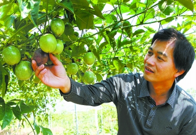 永安农民引种台湾百香果喜获丰收