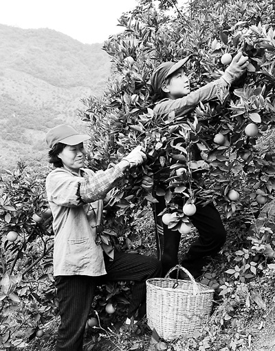 三峡夏橙成熟上市