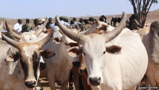 肯尼亚进口以色列优秀种牛精液 冀改良本国品