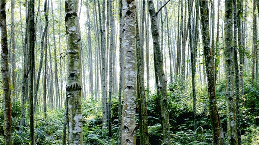 大种珍贵树 财福荫子孙