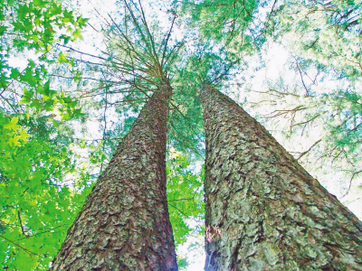 再发力,为国家生态安全谱华章
