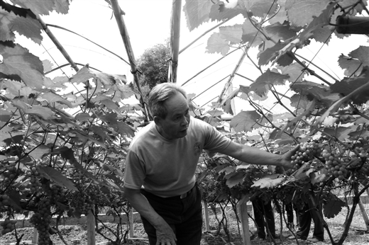 解甲归田老更成