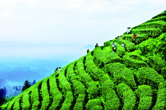 贵州十大最美茶旅线路