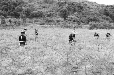 树起辣木树的种植标杆