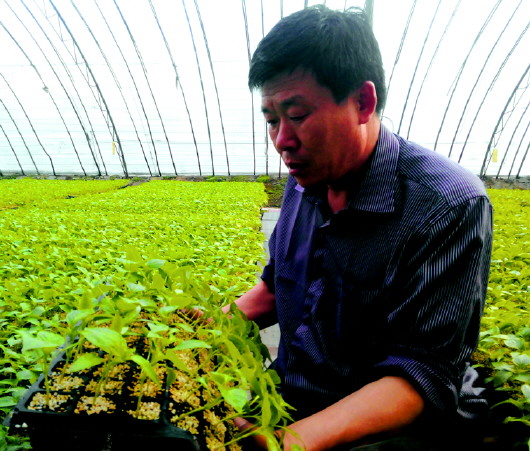 种菜的育苗的,各有各的拿手戏
