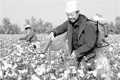 新疆兵团:小型采棉机受欢迎