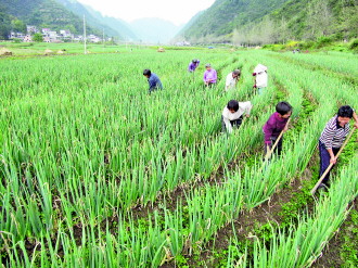 农民经纪人跑活冷凉蔬菜产业