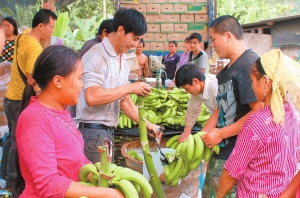河口香蕉有商标啦