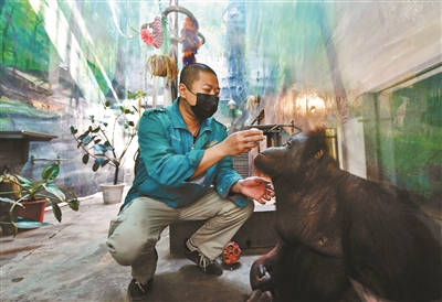 动物福利：北京动物园:“白虎转圈”与动物福利没有必然关联