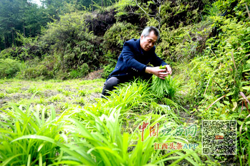 廖国平正在打理韭菜基地.