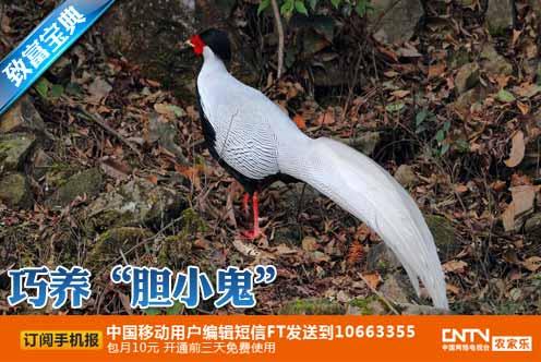 cctv7 科技苑养白鹇视频:梁新江,白鹇养殖,巧养“胆小鬼”(2012.03.22)_科技苑农业网-农村创业致富第一站提供cctv7致富经科技苑每日农经农广天地cctv2生财有道养殖种植技术视频全集