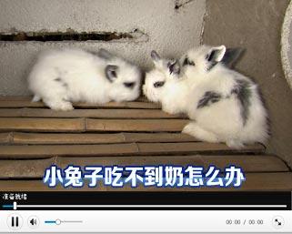 [科技苑]小兔子吃不到奶怎么办(20130326)