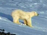 "Жизненный кризис" белых медведей