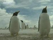 Популяция пингвинов под угрозой