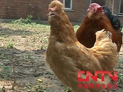 农广天地]北京油鸡的养殖技术(2010.5.18)