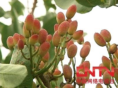 农广天地]开心果种植技术(2010.6.17)