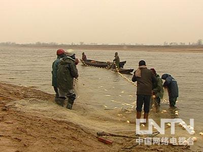 致富鱼卢鱼_致富经鱼_致富鱼游出产业振兴路