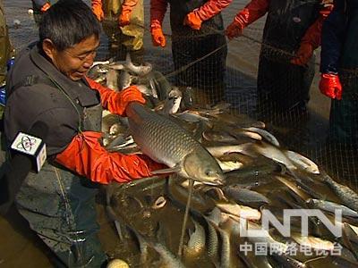 致富经鱼_致富鱼游出产业振兴路_致富鱼卢鱼