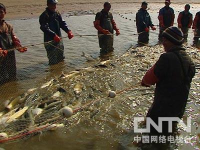 致富鱼卢鱼_致富鱼游出产业振兴路_致富经鱼