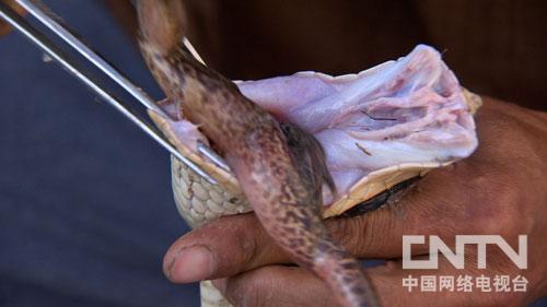 致富鸡汤_致富鸡用淘汰蛋鸡赚钱_致富经鸡