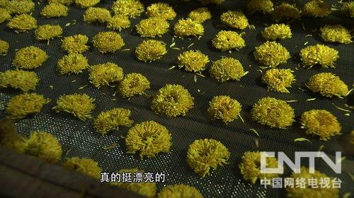 [致富经]胡草群的财富狂想(20140127)