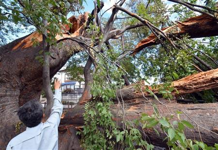 日本山梨县一棵树龄千年以上的榉树在台风中折断（产经新闻）