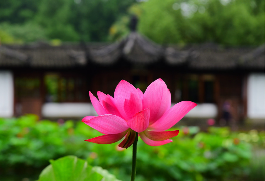 Lotus flower show held in Hangzhou_英语频道_央视网(cctv.com)