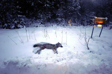 Sweden launches 1st wolf cull in 45 years CCTV-International