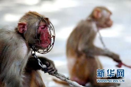 6月28日,面戴铁罩的猴子十分痛苦.新华社发(彭昭之 摄)