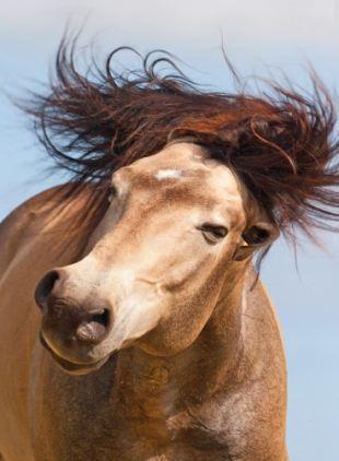 美国帅马对镜头大摆造型 令人羡慕嫉妒恨(图)