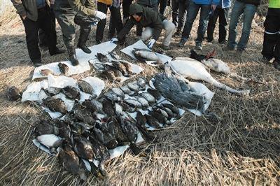 被捕殺的東方白鸛,白天鵝,野鴨等野生動物.