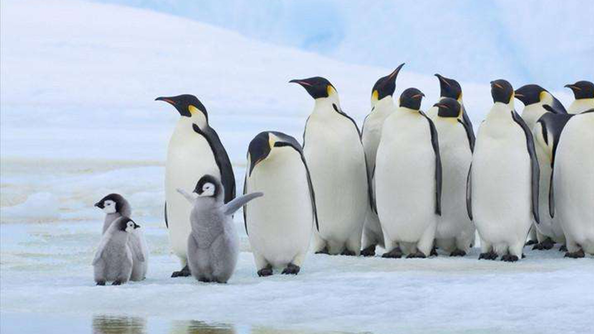 作为鸟类的企鹅为什么傻傻不会飞？