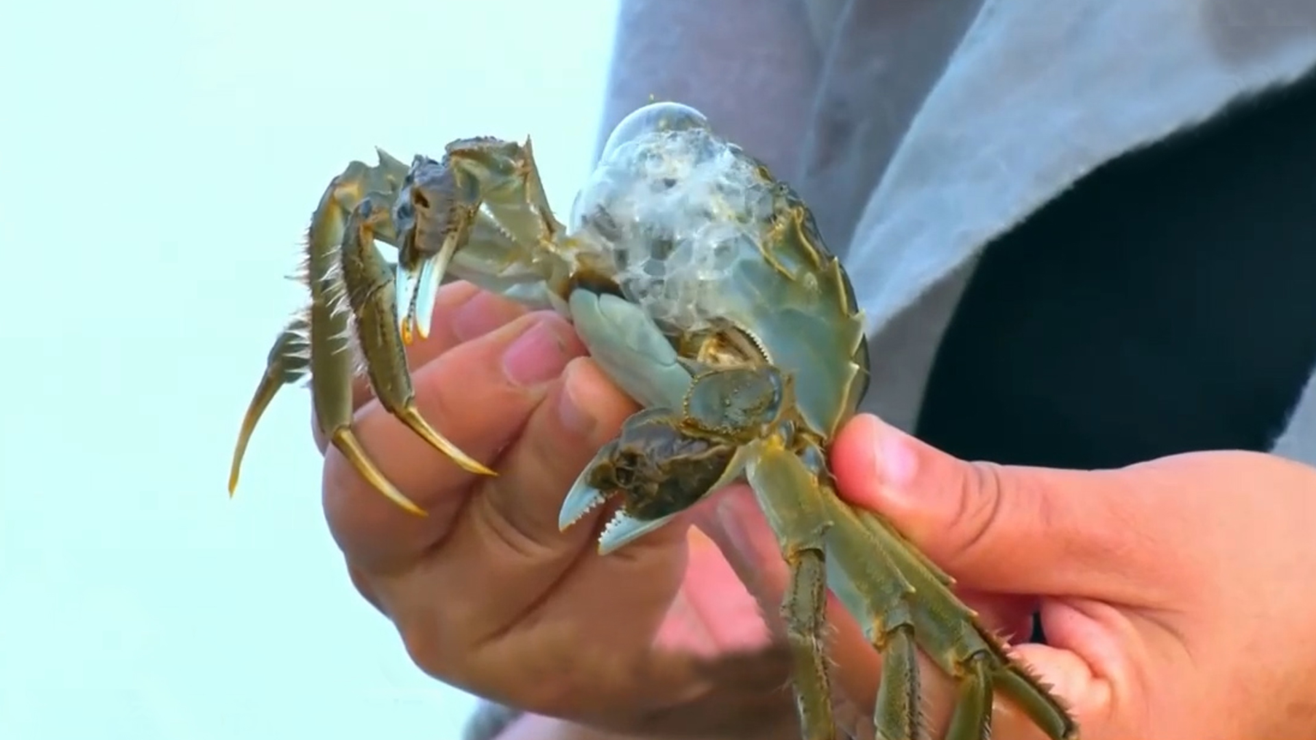 新疆塔克拉玛干沙漠 螃蟹肥美上市