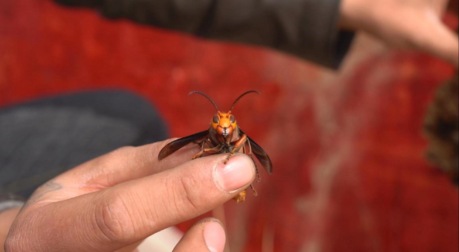 广西90后小伙合伙巧养"虎头蜂" 带动村民共享百万利润